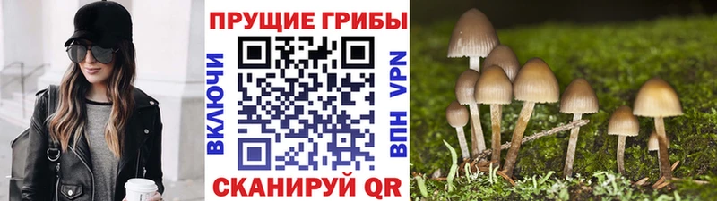 Псилоцибиновые грибы Psilocybe  где можно купить   Ковдор 